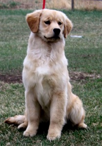 Golden Retriever image:Verdoro Hollykins Ultrapreneur