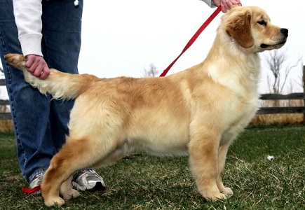 Golden Retriever image:Verdoro Hollykins Ultrapreneur